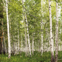 Aluwall Wandpaneel Birkenwald gallery 28_2nd